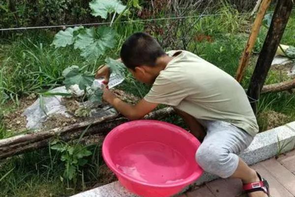 冬瓜的种植时间，春季的种植时间在12月至次年3月左右
