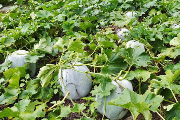 冬瓜的种植时间，春季的种植时间在12月至次年3月左右