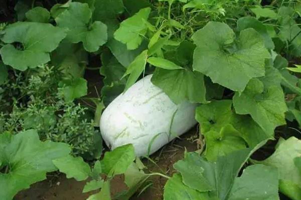 冬瓜的种植时间，春季的种植时间在12月至次年3月左右