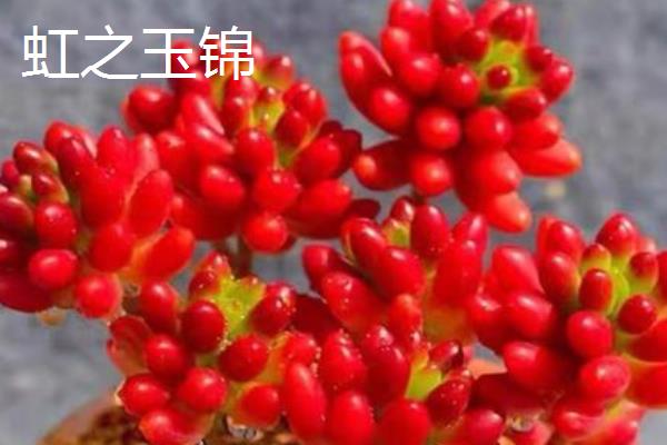 虹之玉锦和虹之玉的区别，品种、叶片颜色均不同