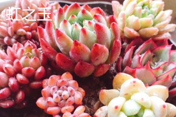 虹之玉锦和虹之玉的区别，品种、叶片颜色均不同