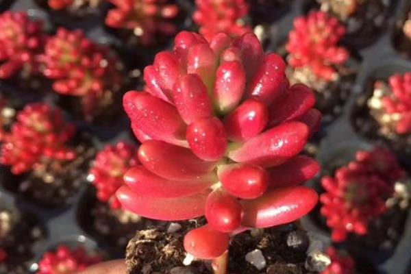 虹之玉锦和虹之玉的区别，品种、叶片颜色均不同