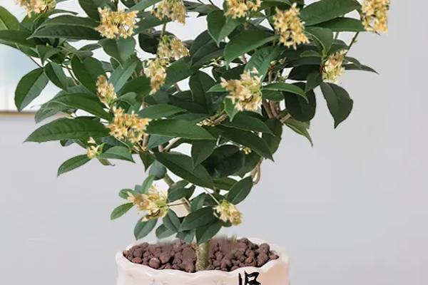 桂花能不能放在卧室，植株不带有毒性可以放卧室