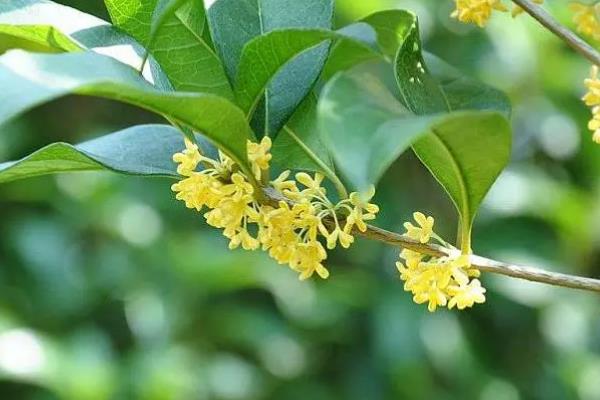 桂花能不能放在卧室，植株不带有毒性可以放卧室