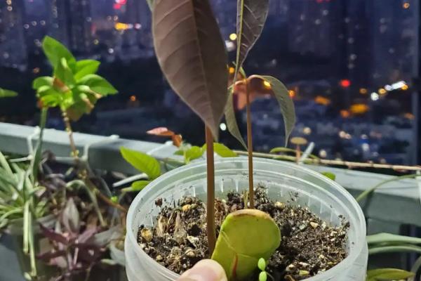 芒果核的种植方式，可以在夏季的6-7月份进行