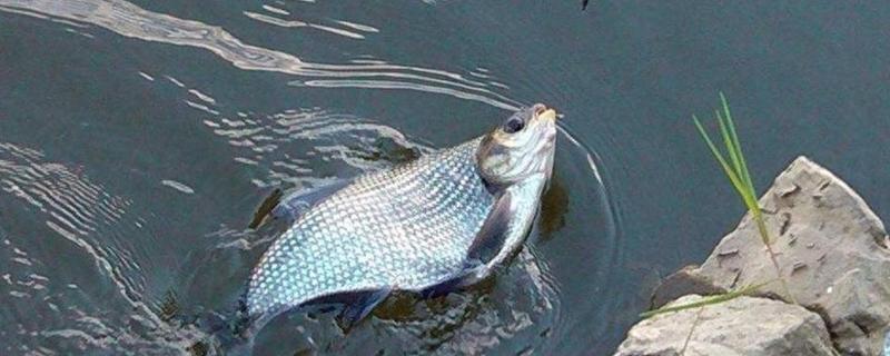 野钓鳊鱼的最佳水深，钓0.5米至2米深均