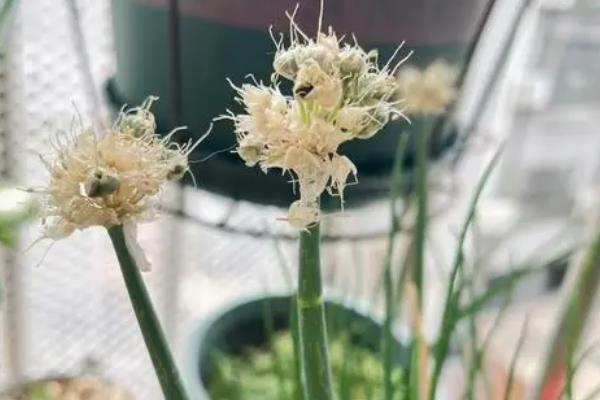 大葱冻了怎么处理，可以把它直立放在1-5°C的环境中