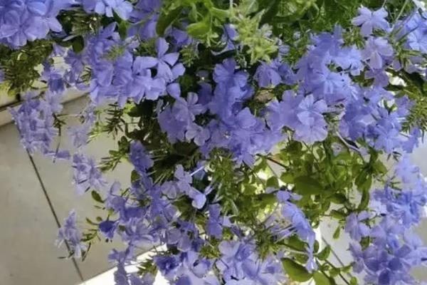 蓝雪花冬季会不会落叶，气温过低时枝叶会发黄变软但不会掉落