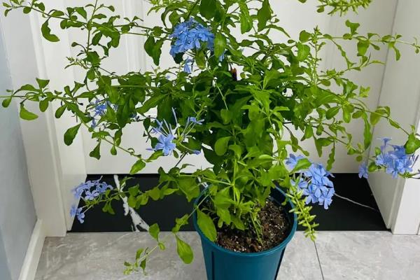 蓝雪花冬季会不会落叶，气温过低时枝叶会发黄变软但不会掉落