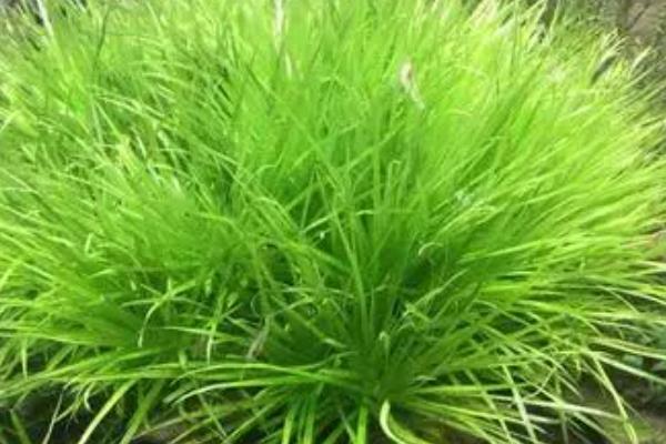 一头猪一天产多少粪尿，应该在8.5斤左右