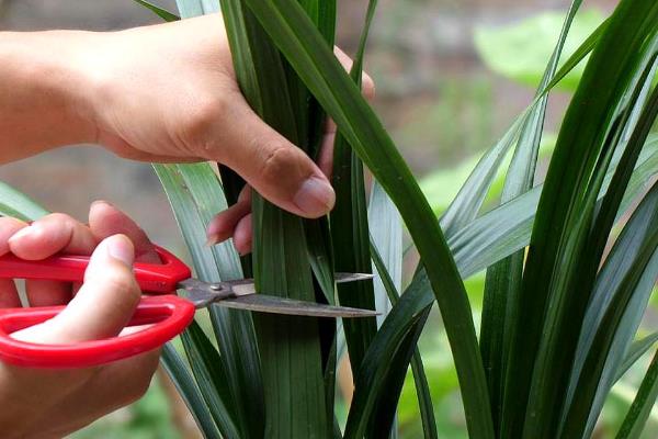 兰花的种植方法，剪除老弱病残根、经过消毒再栽种