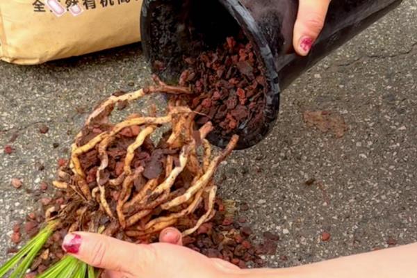 兰花的种植方法，剪除老弱病残根、经过消毒再栽种