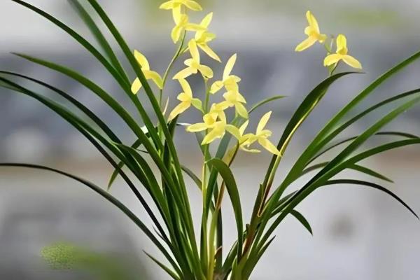 兰花的种植方法，剪除老弱病残根、经过消毒再栽种