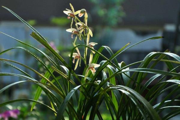 兰花的种植方法，剪除老弱病残根、经过消毒再栽种