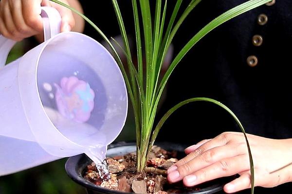 兰花的种植方法，剪除老弱病残根、经过消毒再栽种