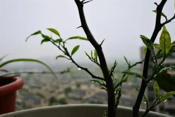 柠檬苗怎么修剪，对幼树可在夏季进行抹芽放梢