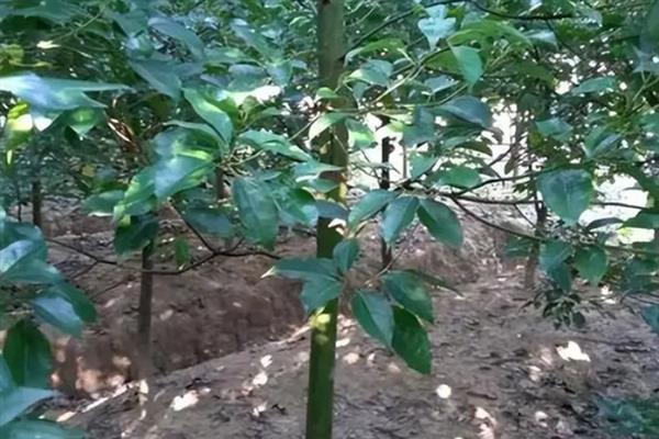 龙脑樟的繁殖方法，可扦插也可采用组培法