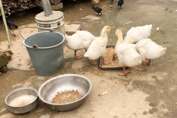 小鹅什么时候会认主人，一般养一个星期以后就可以认主人