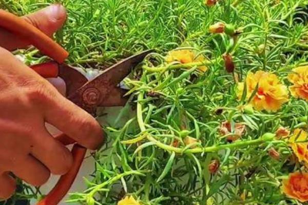 太阳花一年四季都开吗，控制好环境的温度便可实现一年四季开花
