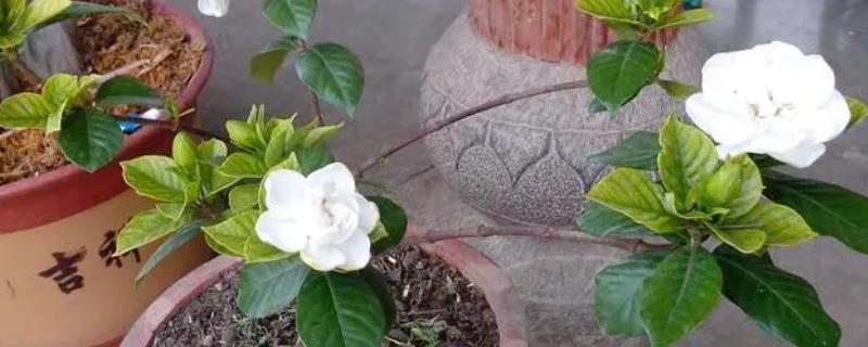 花期长又香的花，有桂花、米兰花、栀子花等