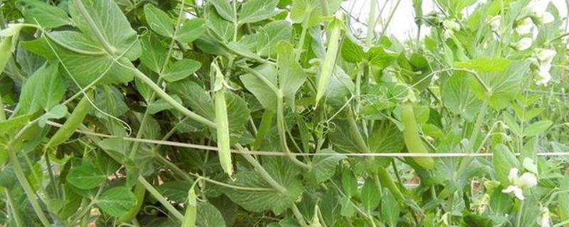 甜豌豆的反季节栽培技术，苗期通常不可灌水