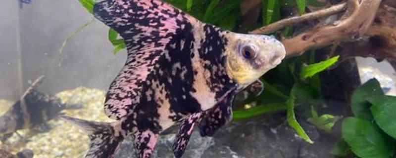 一帆风顺鱼的养殖方法，一定要保持水质清、爽、肥