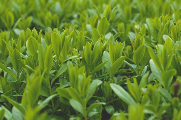 六安瓜片属于什么茶，属于绿茶特种茶类