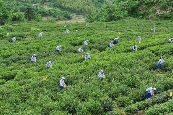 六安瓜片属于什么茶，属于绿茶特种茶类