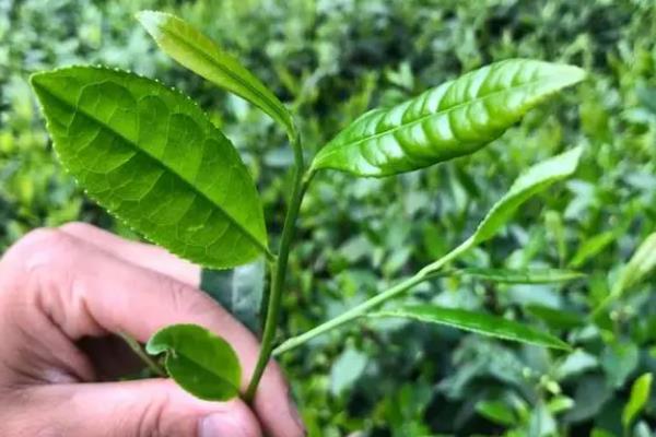 六安瓜片属于什么茶，属于绿茶特种茶类