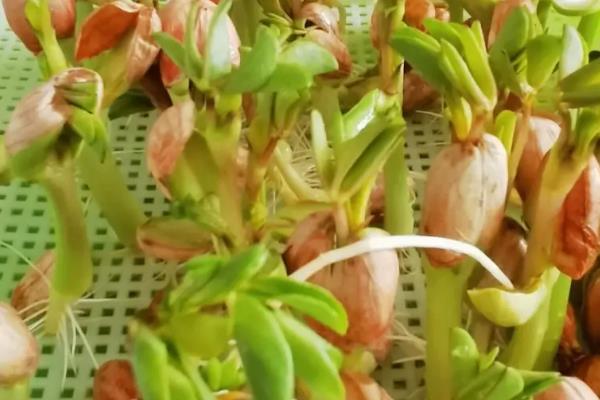 怎么种植花生芽苗菜，浸种催芽后再播入苗盘中