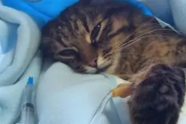 猫咪慢性肝炎是什么，是肝脏长期发炎的形成的一种病症