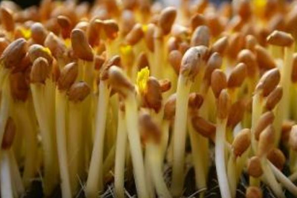 怎么种植花生芽苗菜，浸种催芽后再播入苗盘中