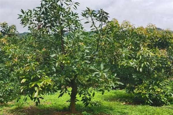 牛油果泡水多久能发芽，大约需要15天左右