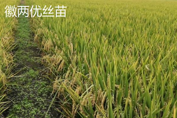 杂交水稻和普通水稻有什么区别，性质、外稃痕迹等方面均不同
