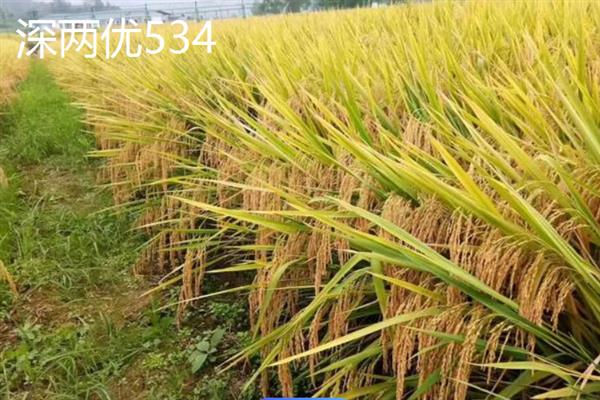 杂交水稻和普通水稻有什么区别，性质、外稃痕迹等方面均不同