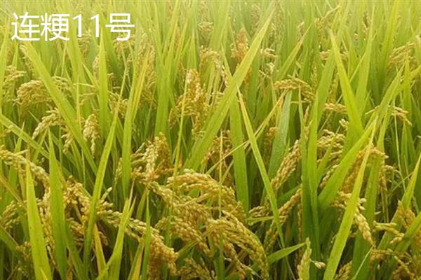 杂交水稻和普通水稻有什么区别，性质、外稃痕迹等方面均不同