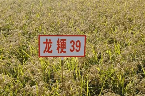 杂交水稻和普通水稻有什么区别，性质、外稃痕迹等方面均不同
