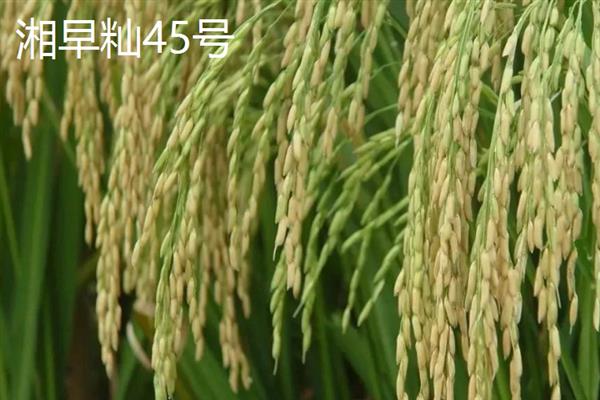 杂交水稻和普通水稻有什么区别，性质、外稃痕迹等方面均不同
