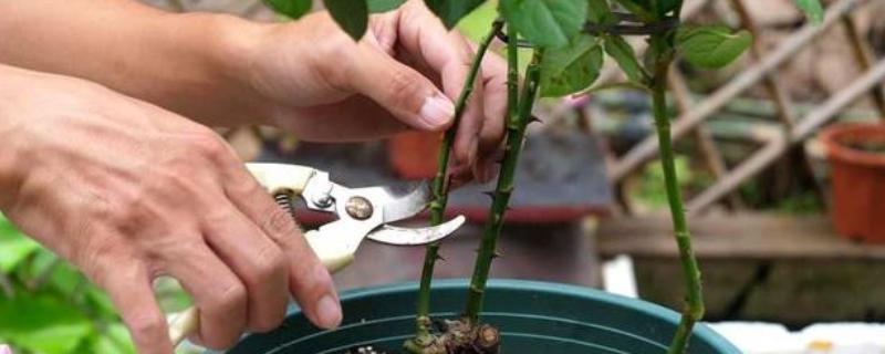 月季花何时剪枝，可在生长期、休眠期和花期修剪