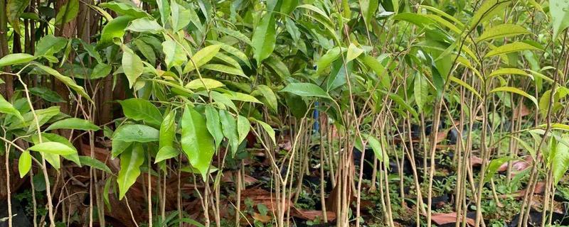 奇南香适合在哪些地方种植,适合在热带和亚热带地区种植