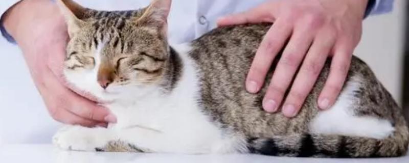 什么是猫艾滋，由猫免疫缺陷病毒所引起