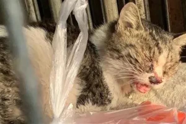 猫异常出血的原因，可能是血小板异常或血管疾病等