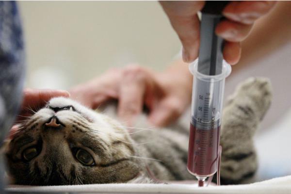 猫异常出血的原因，可能是血小板异常或血管疾病等