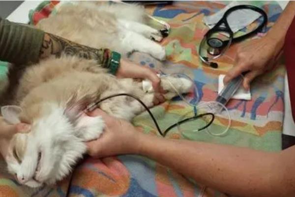 猫异常出血的原因，可能是血小板异常或血管疾病等