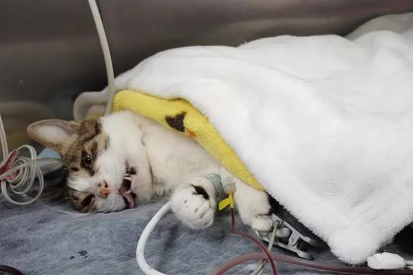 猫异常出血的原因，可能是血小板异常或血管疾病等