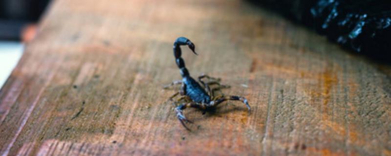 蝎子怕什么植物，害怕薄荷、艾蒿等