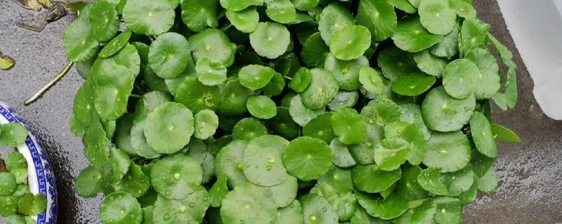 怎么养香菇草，生长旺季需要每隔3-5天浇一次
