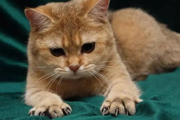 猫视网膜萎缩有什么症状，最终会导致猫咪失明