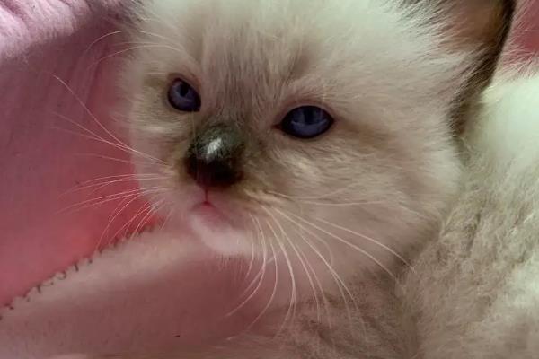 猫视网膜萎缩有什么症状，最终会导致猫咪失明