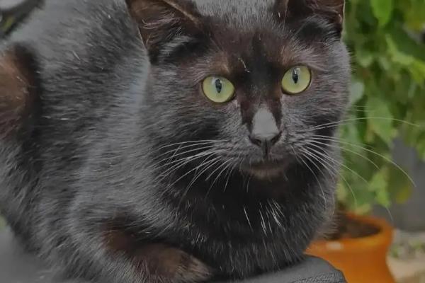 猫视网膜萎缩有什么症状，最终会导致猫咪失明